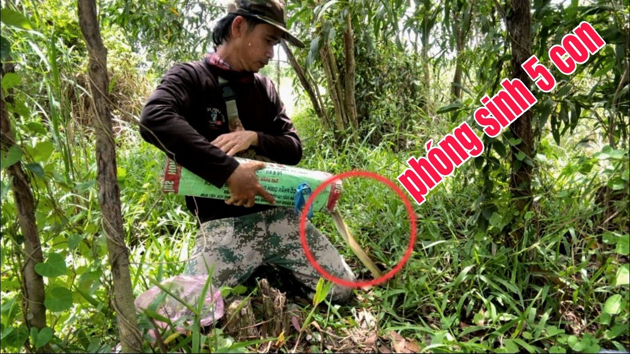 Thăm Bẫy Rắn Phóng Sanh 5 Con Lượm Lại Hàng Khủng
