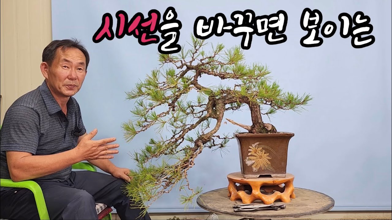 분재관리 325강  소나무 분재, 시각을 바꾸면 작품이 보입니다.
