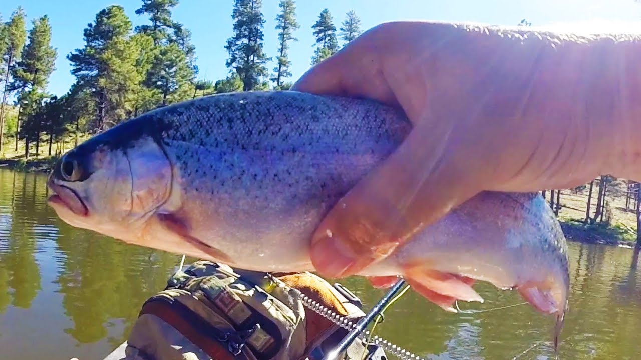 Kayak Fly Fishing Black Canyon Lake! (Using CHEAP Amazon Fly Rod!)
