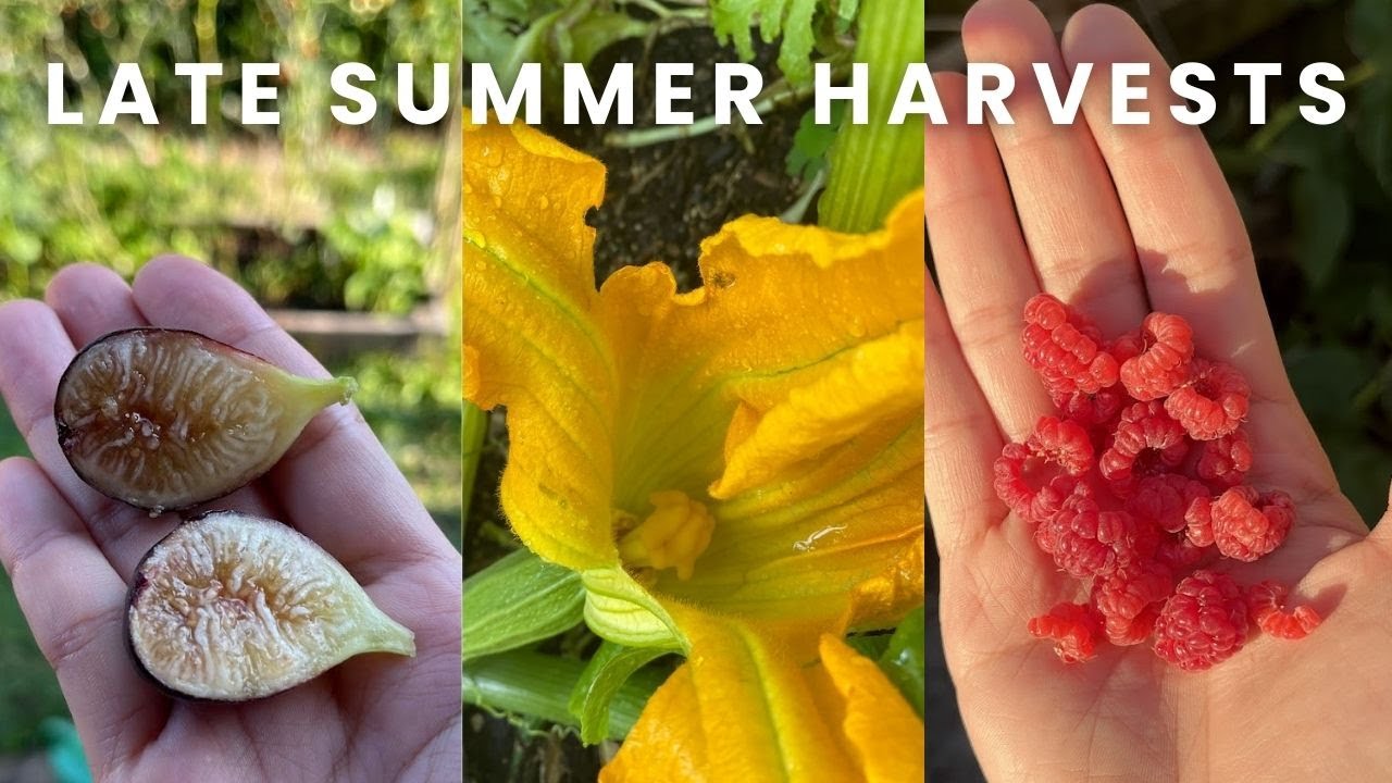 URBAN GARDEN VLOG | Late Summer Harvests