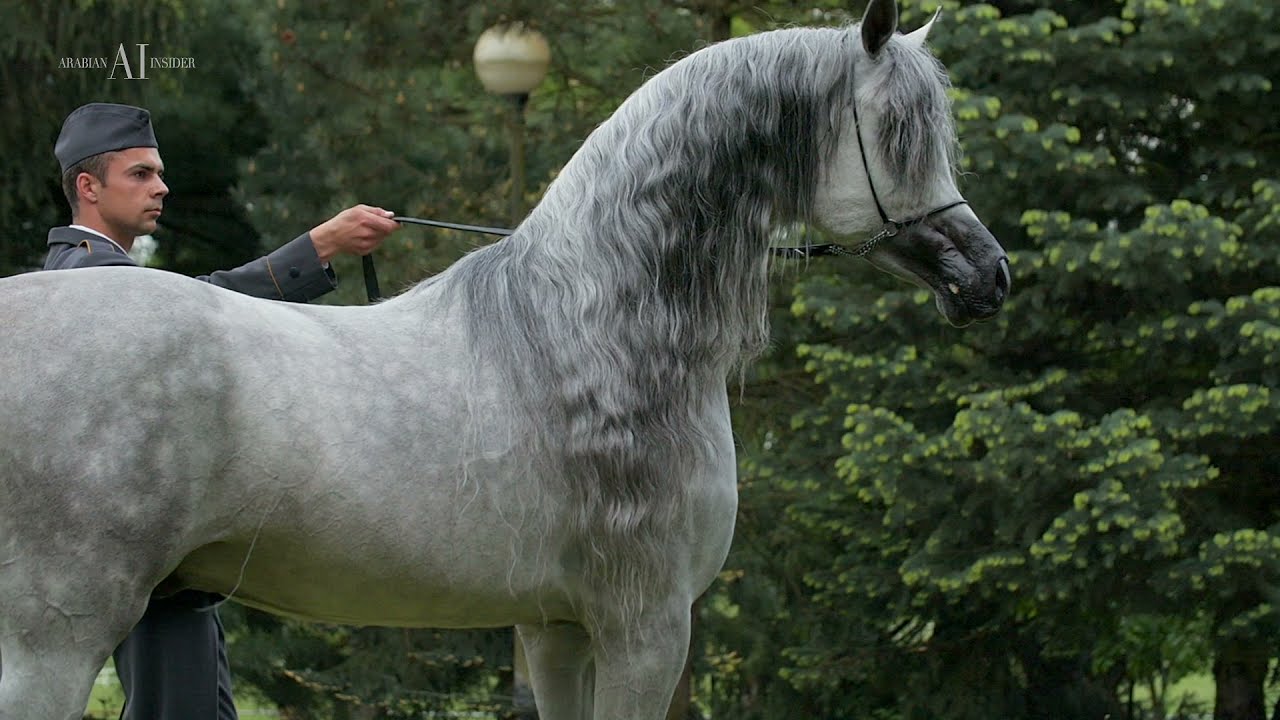 ⚜️ ERMITAGE ⚜️ (QR MARC x EMANDORIA), 2017 Stallion