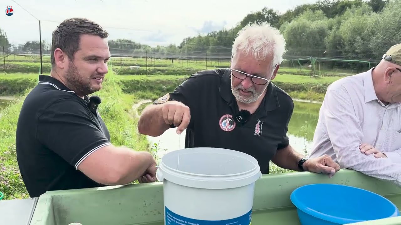 Op bezoek bij Yoshikigoi: Jos Aben legt het selectieproces van babykoi uit!
