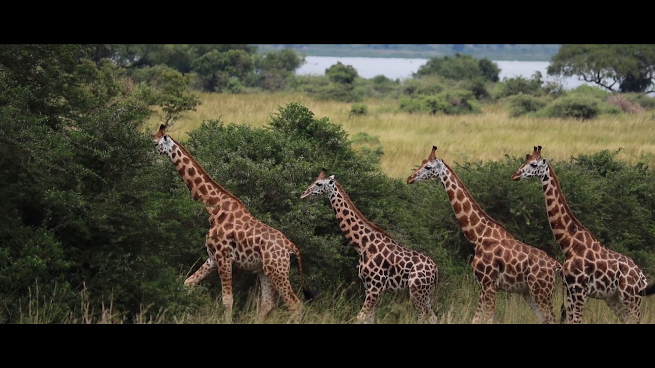UGANDA ADVENTURE SAFARI