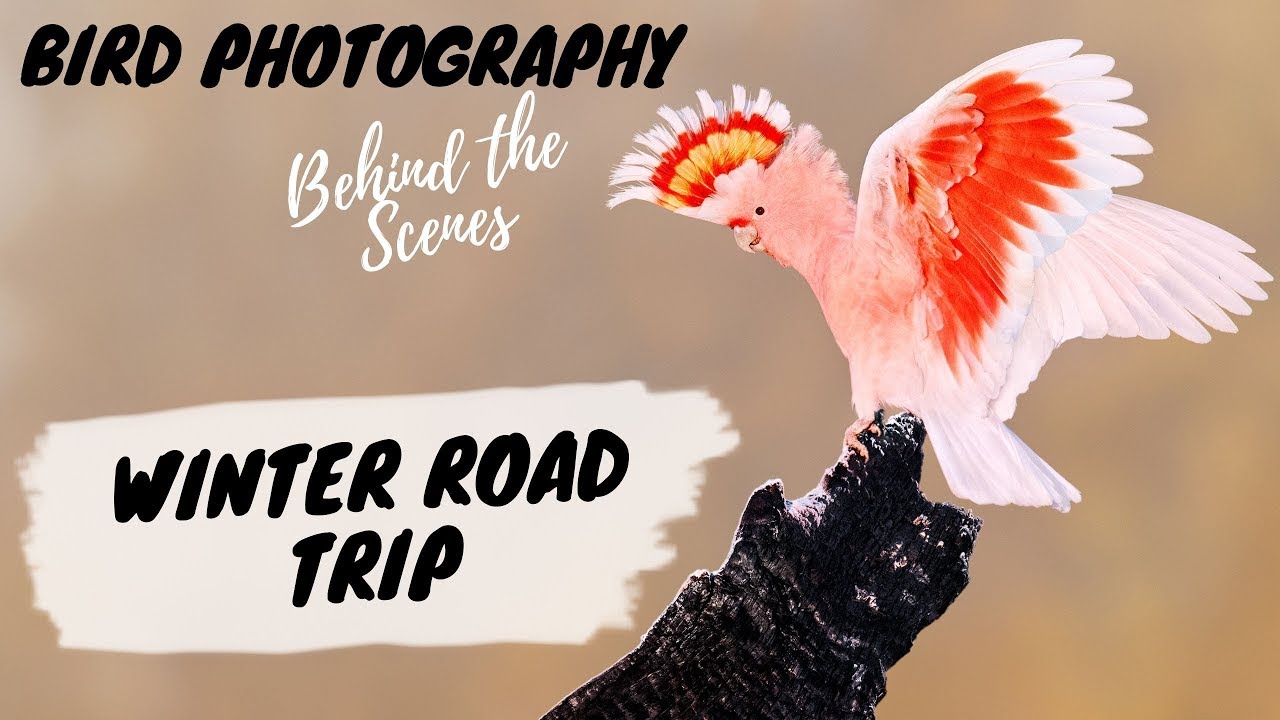 Bird Photography Behind The Scenes - Winter Road Trip - Jan Wegener Vlog