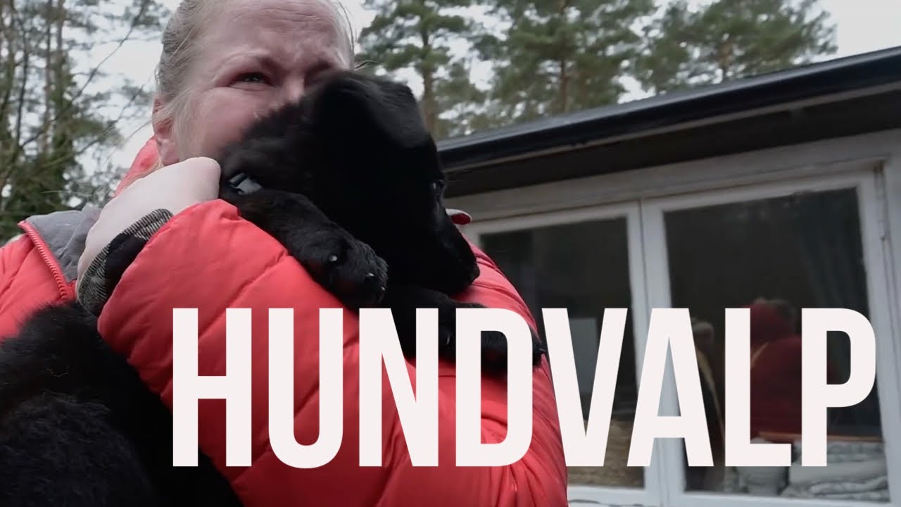 Vi hämtar en SCHÄFER-VALP!