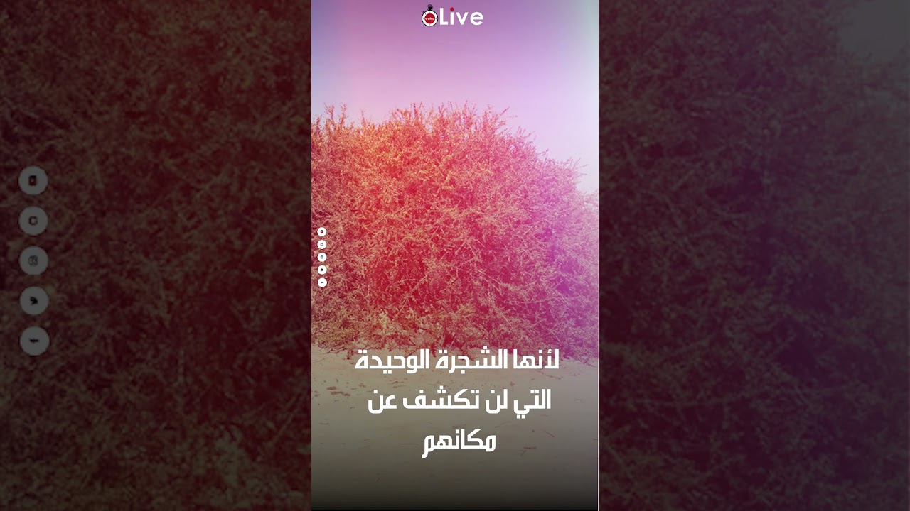 لماذا يحبها اليهود ويكثرون من زرعها؟.. أسرار عن شجرة الغرقد وعلاقتها بنهاية الزمان