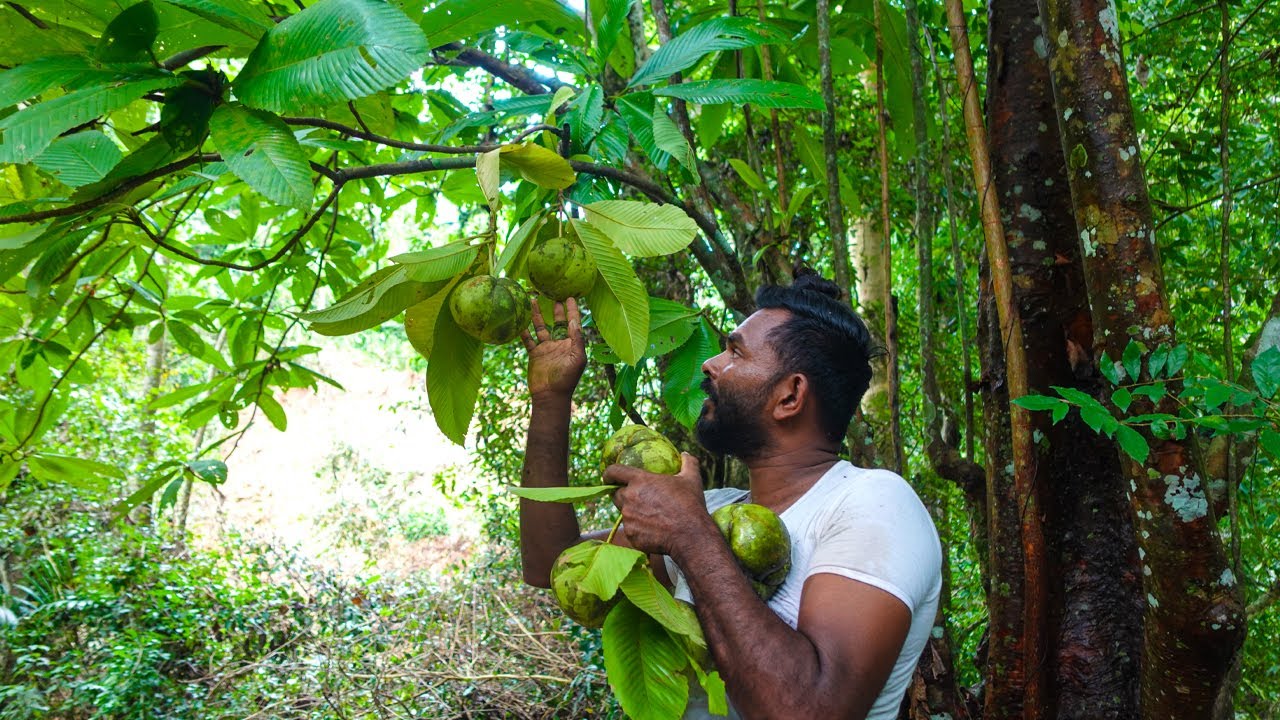 Traditional village Elephant Apple recipe | Dillenia Indica - Hondapara Recipe😋