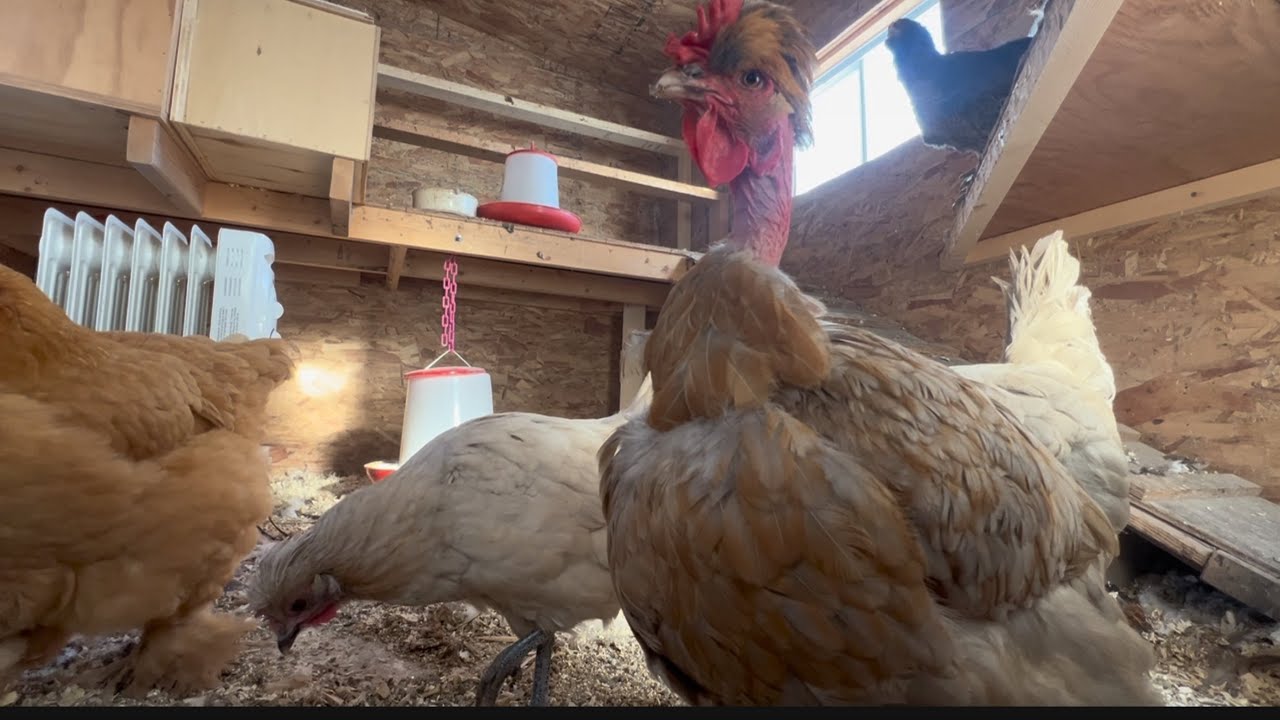 Morning Routine In Freezing Temperatures #asmr #relaxing #chickens #backyardchickens #cute