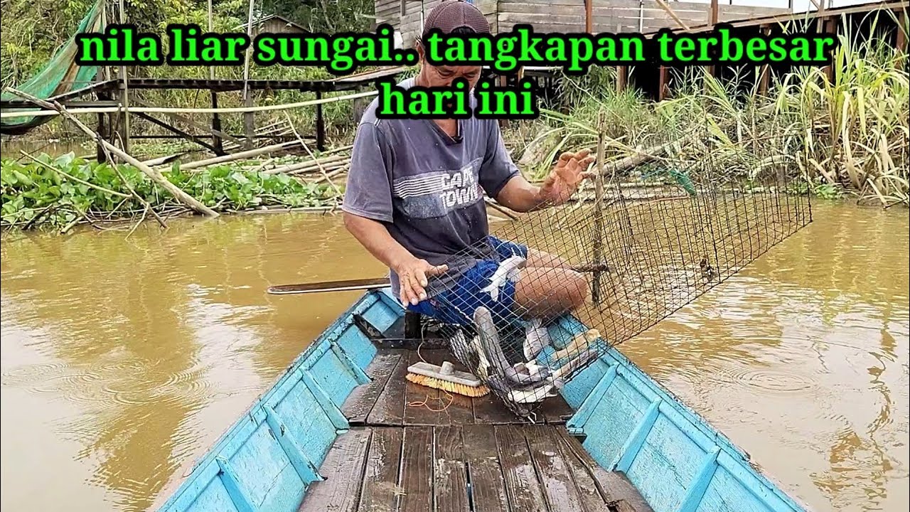 Hasil perangkap ikan nila liar, banyak hasilnya hari ini