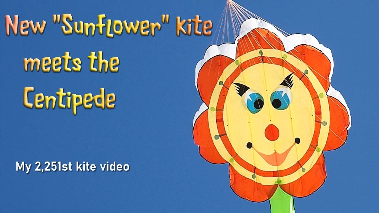 Odd new Sunflower kite meets the Centipede