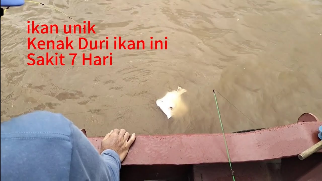 Tarikan ikan unik Kuat, Di Tolong Orang2 Kapal. 