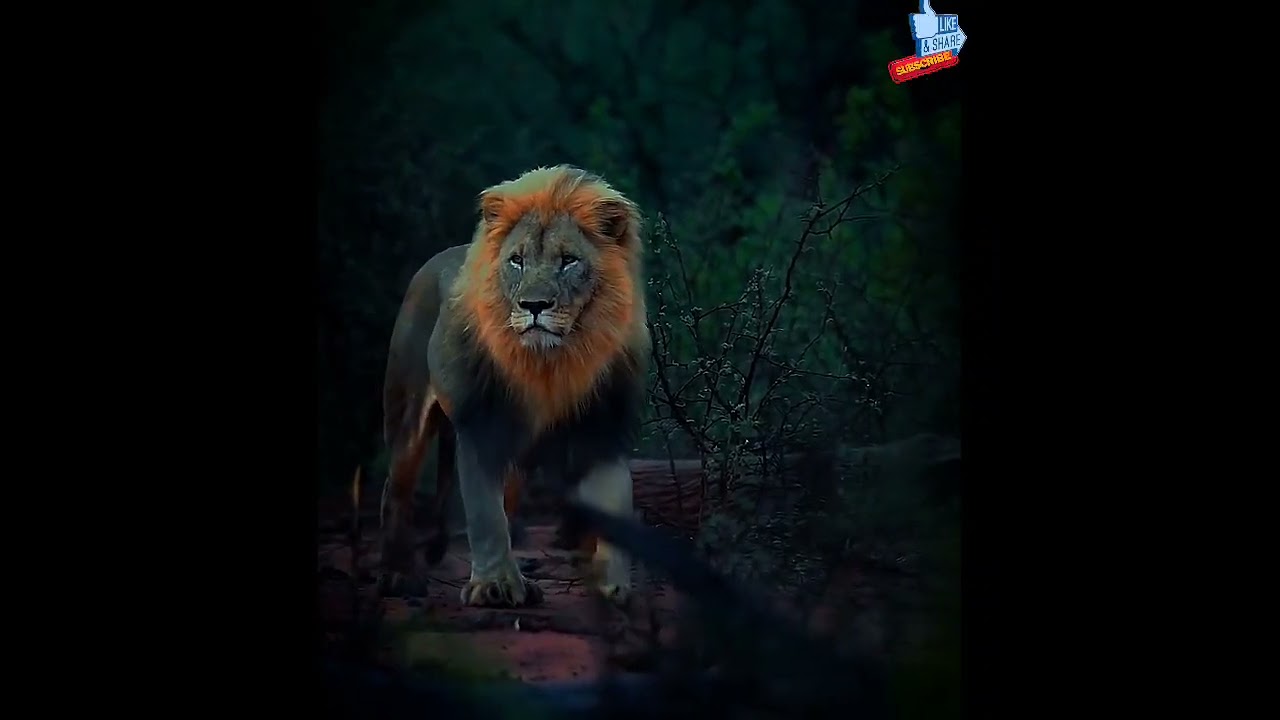Lion👑Prestige and perfection😍🎖️