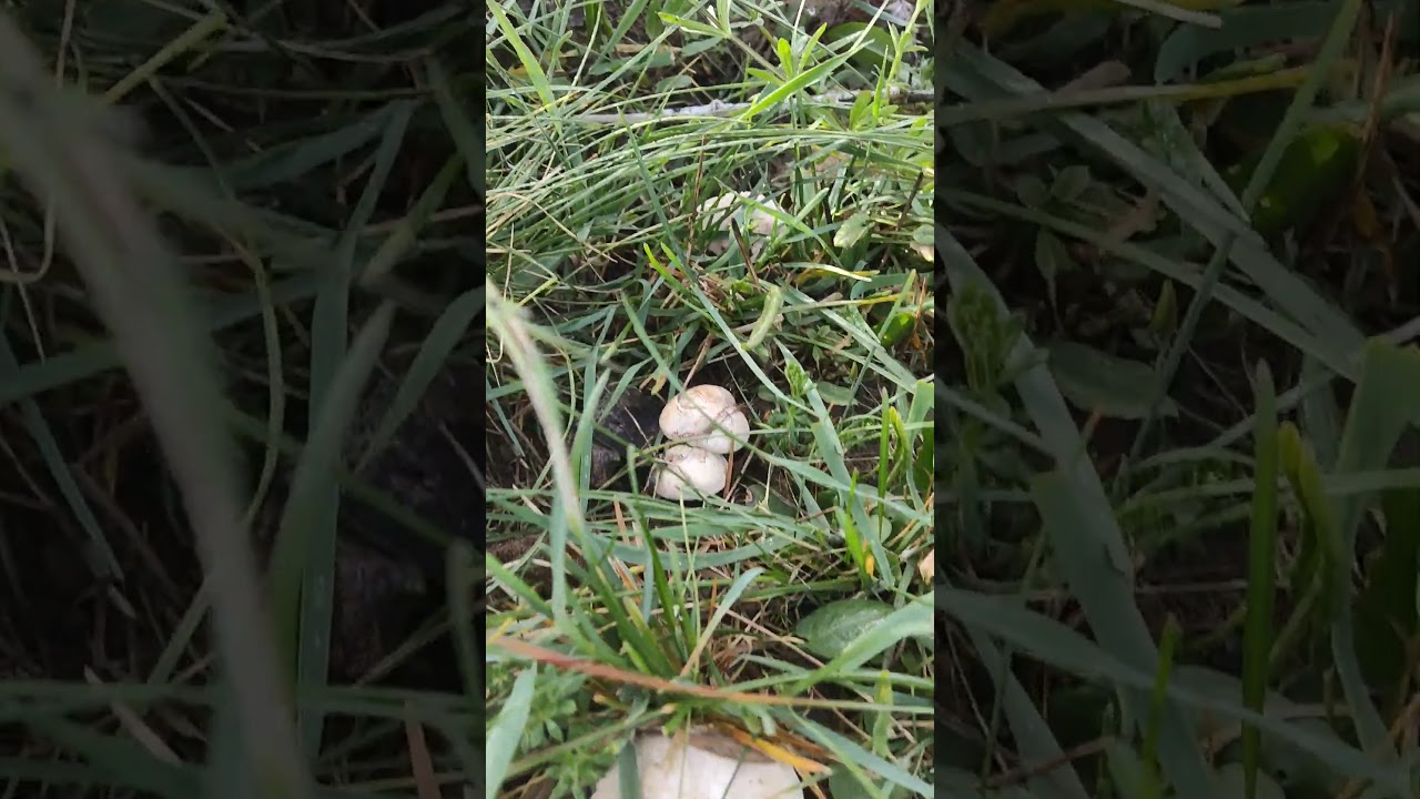 🍄 D&iacute;a de Perretxikos, Seta de San Jorge, Mansar&oacute;n, Sisa...Calocybe Gambosa 🍄  #mushroom #Perretxiko