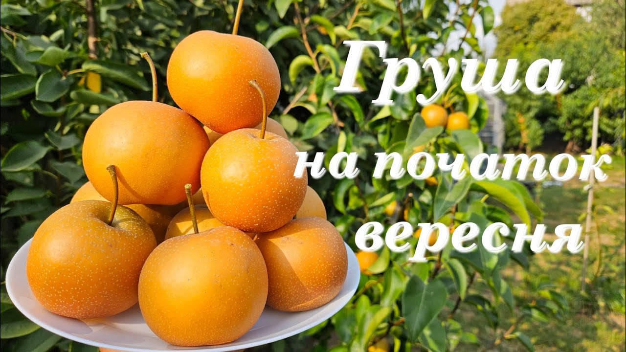 Груша Секуї.Груши японскі серії Наши.