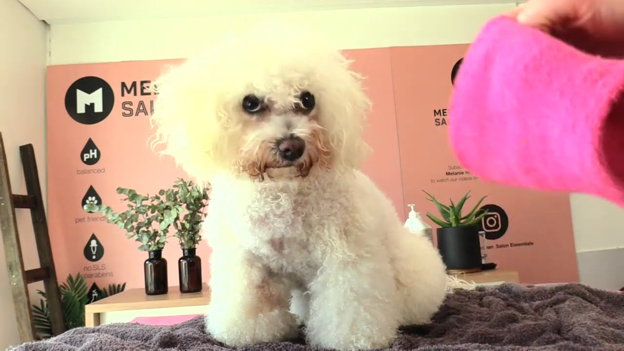 Bichon Frise Grooming