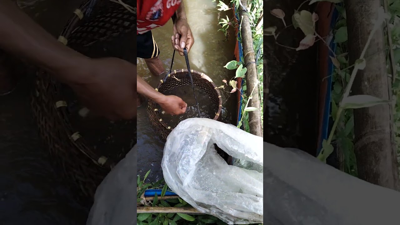 #mancing #ikan #kolamikan