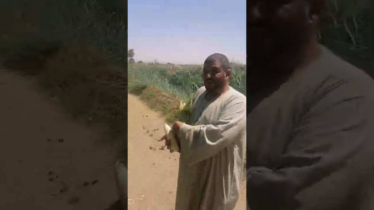 نوفابلس مع الذره الشاميه انتاج راااائع وتكلفة اقل