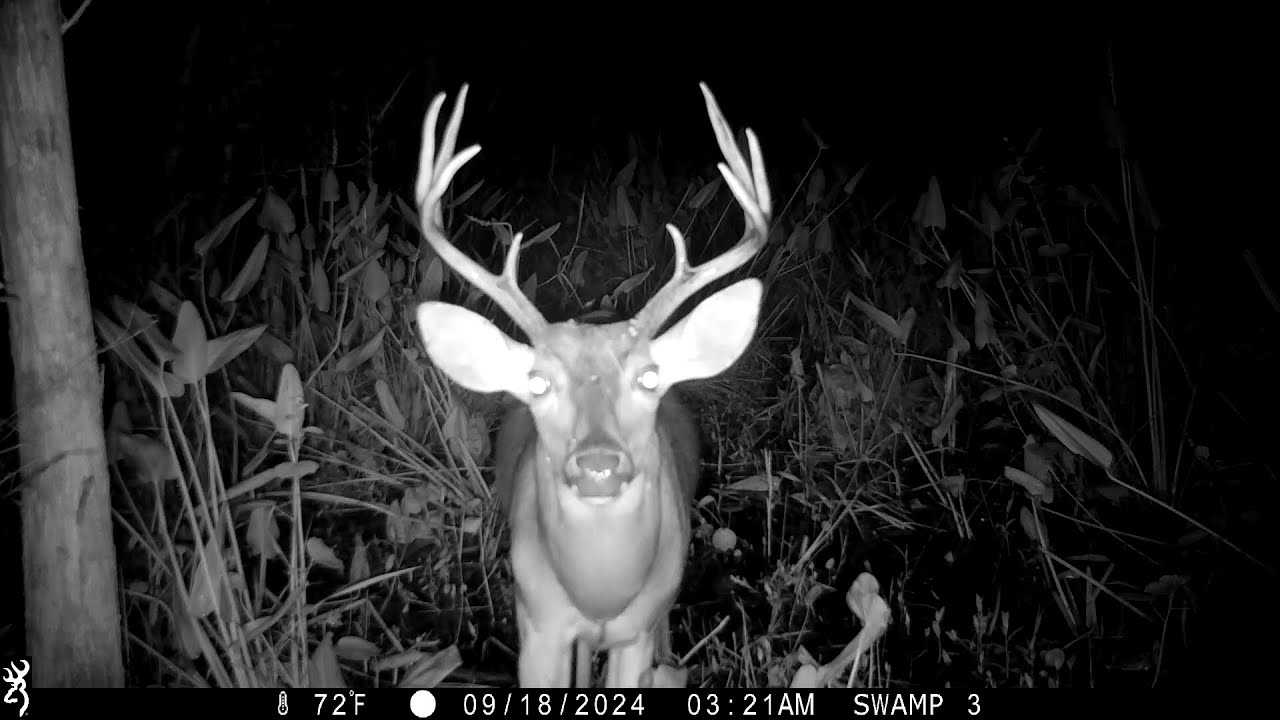Monster Buck Shows Up in Florida on Trail Cam during rut - You Won't Believe It