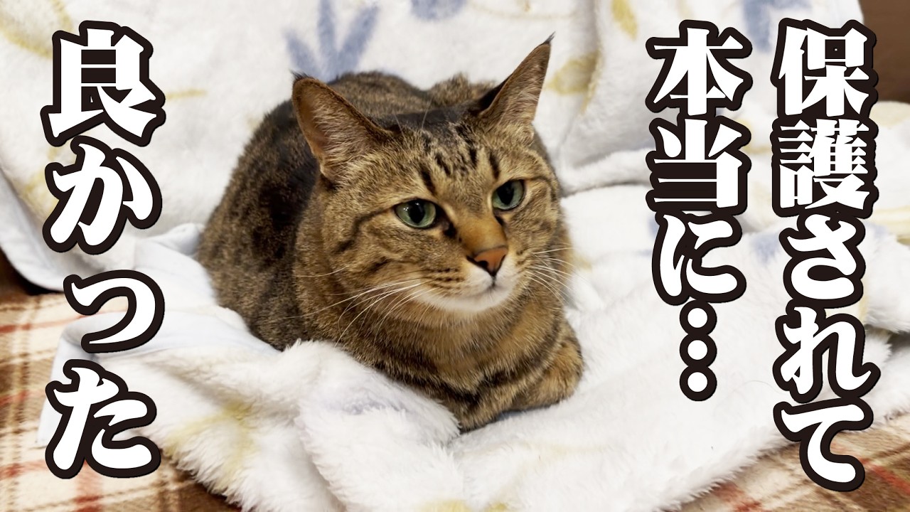 この子達がもし野良猫のままだったらと思うとゾッとします
