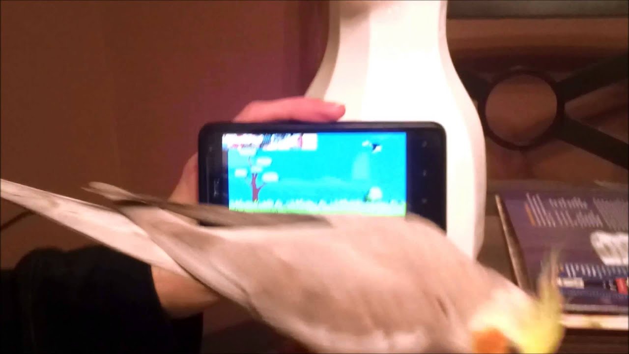 EPIC WIN!! Cockatiel Annihilates Duck Hunt!