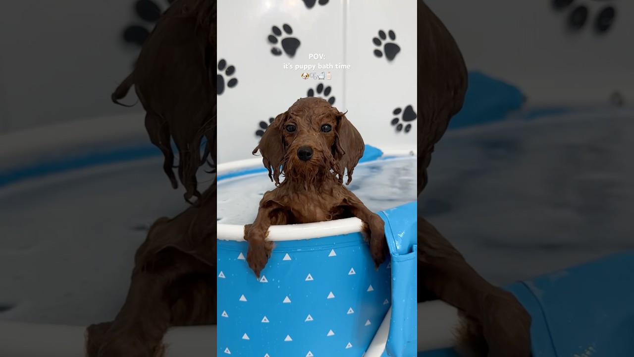 it&rsquo;s puppy bath time! #puppy #shorts #asmr #blue #poodle #asmrvideo