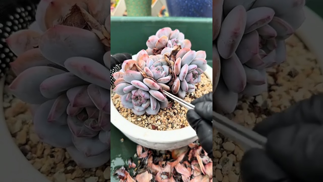 Cleaning  leaves succulent wilted