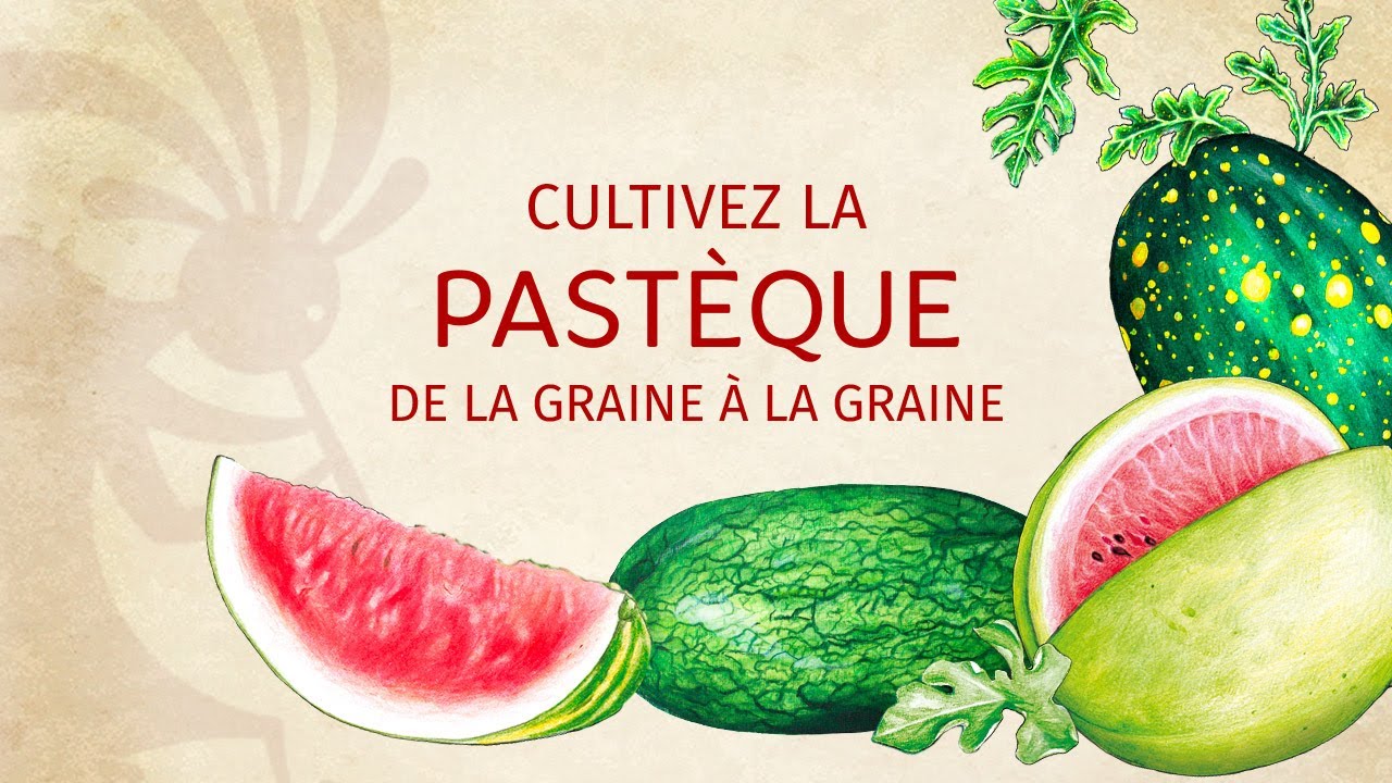La Pastèque de la graine à la graine