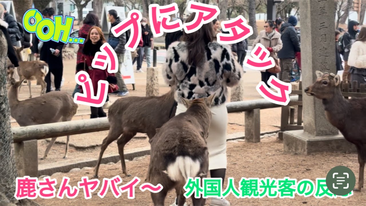 イタズラ好きな奈良の鹿さん🫎外国人観光客の反応