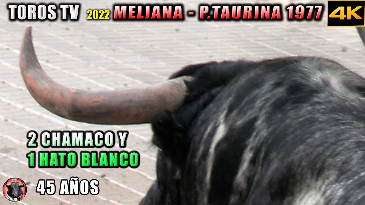 TOROS TV MELIANA Peña Taurina 1977 ❤️ 45 años / videos de Toros tv en 4k 2022