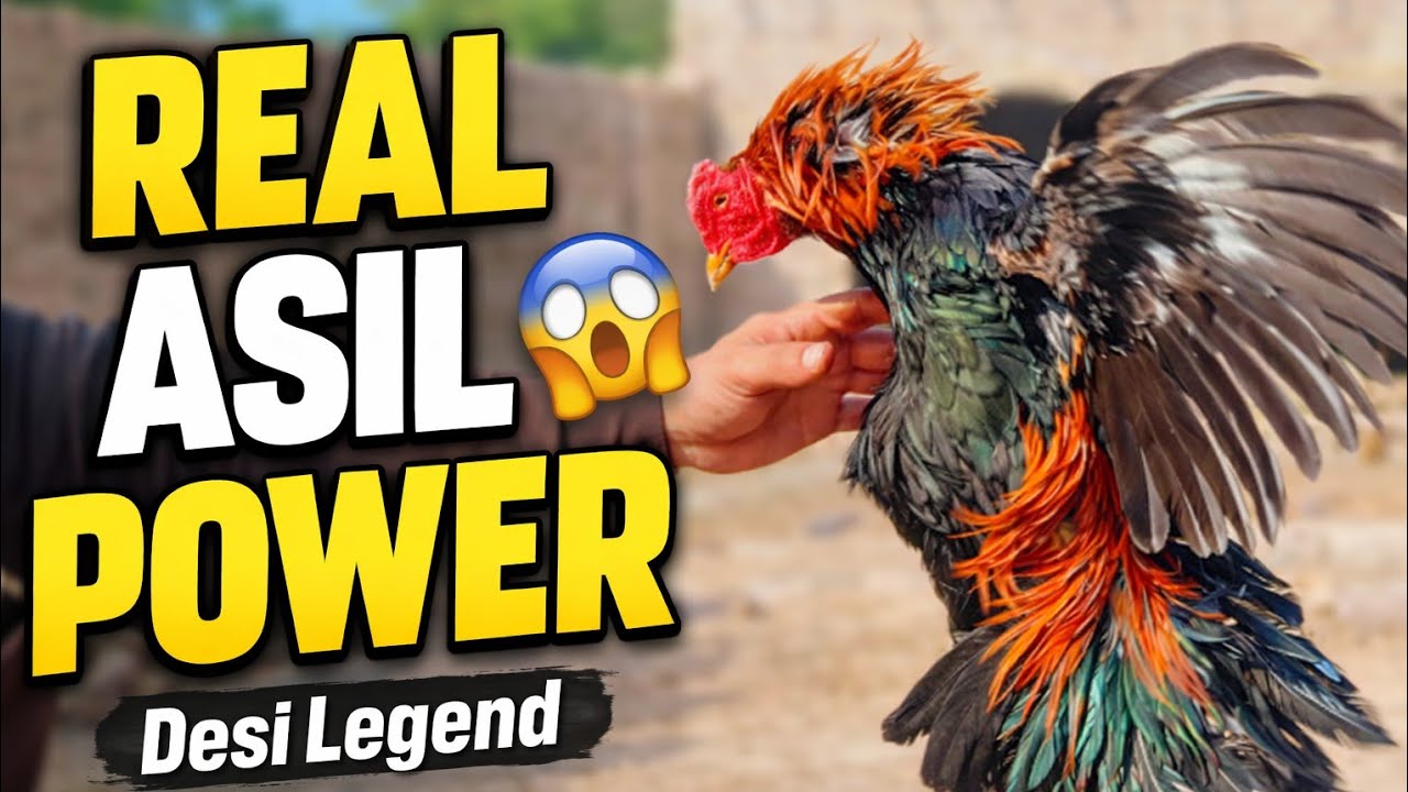 Asil Murghiyan 🐓 | Gaon Ka Asli Setup | Powerful Desi Birds