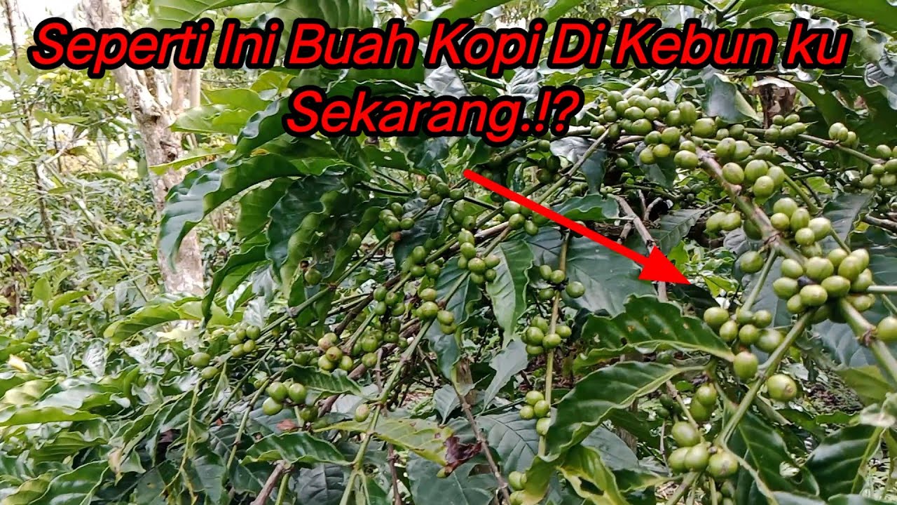 SEPERTI INI KEADAAN BUAH KOPI DI LAMPUNG BARAT KECAMATAN GEDUNG SURIAN DESA MEKAR JAYA ⁉️