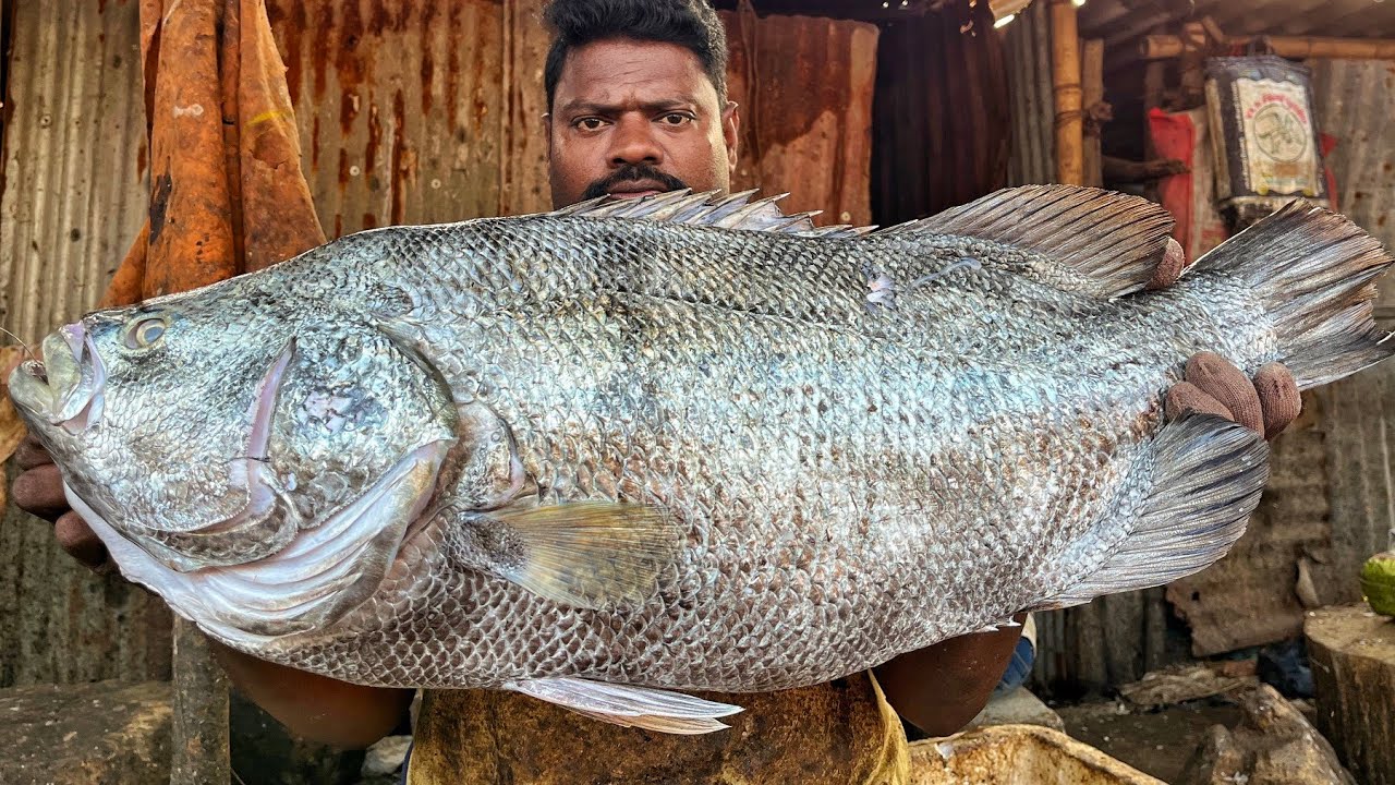 KASIMEDU 🔥 SPEED SELVAM | BIG SIZE SEA BLACK BOSS FISH CUTTING VIDEO | 4K VIDEO | KM FISH CUTTING 