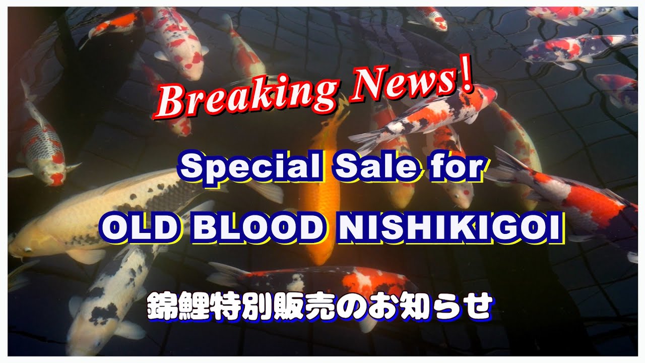 錦鯉特別販売のお知らせ