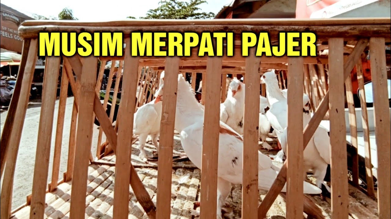 Vlog pasar merpati ternyata musim merpati pajer