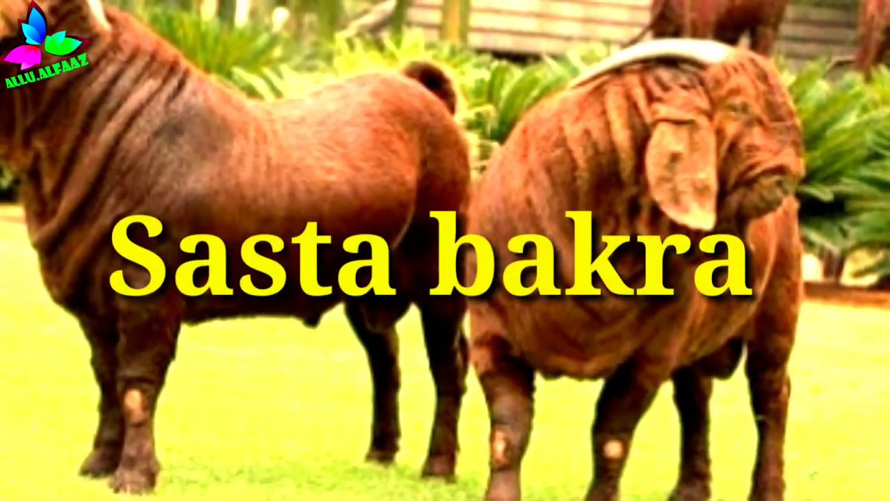 Sasta Bakra dede tu