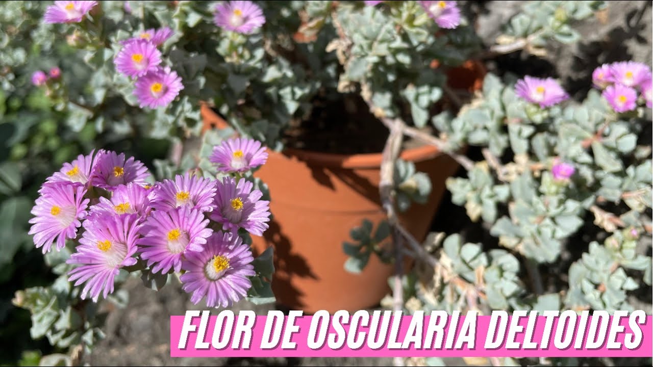 OSCULARIA DELTOIDES y sus FLORES que RELAJAN 🌼