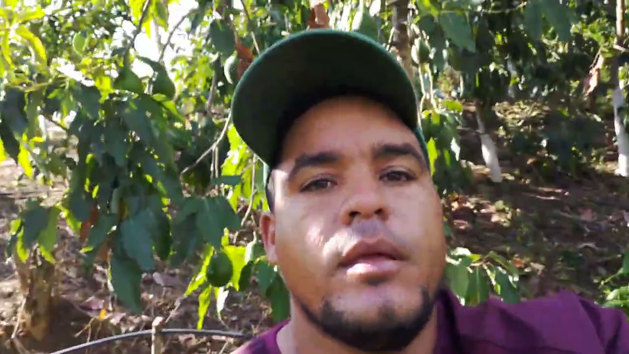 Injerto 