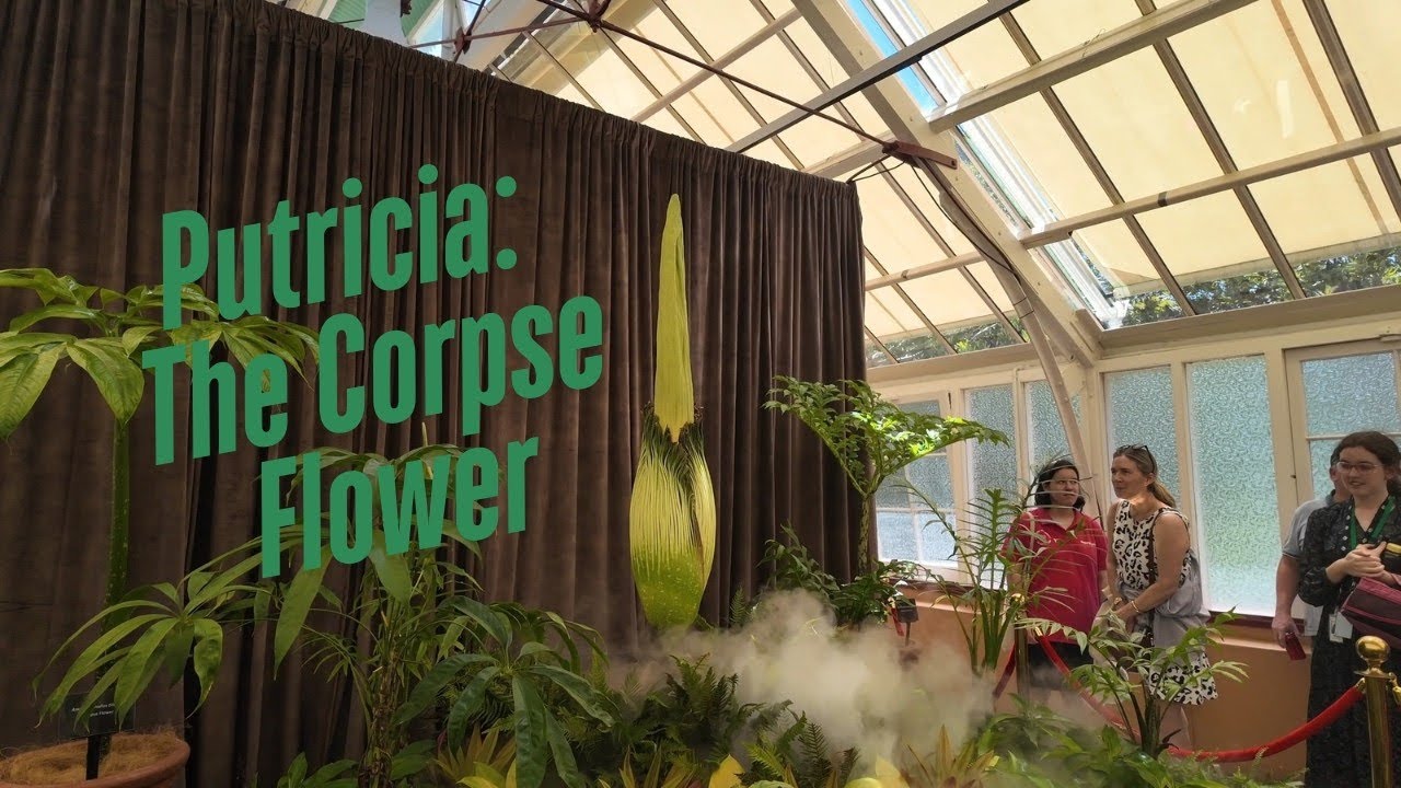Putricia: The Corpse Flower