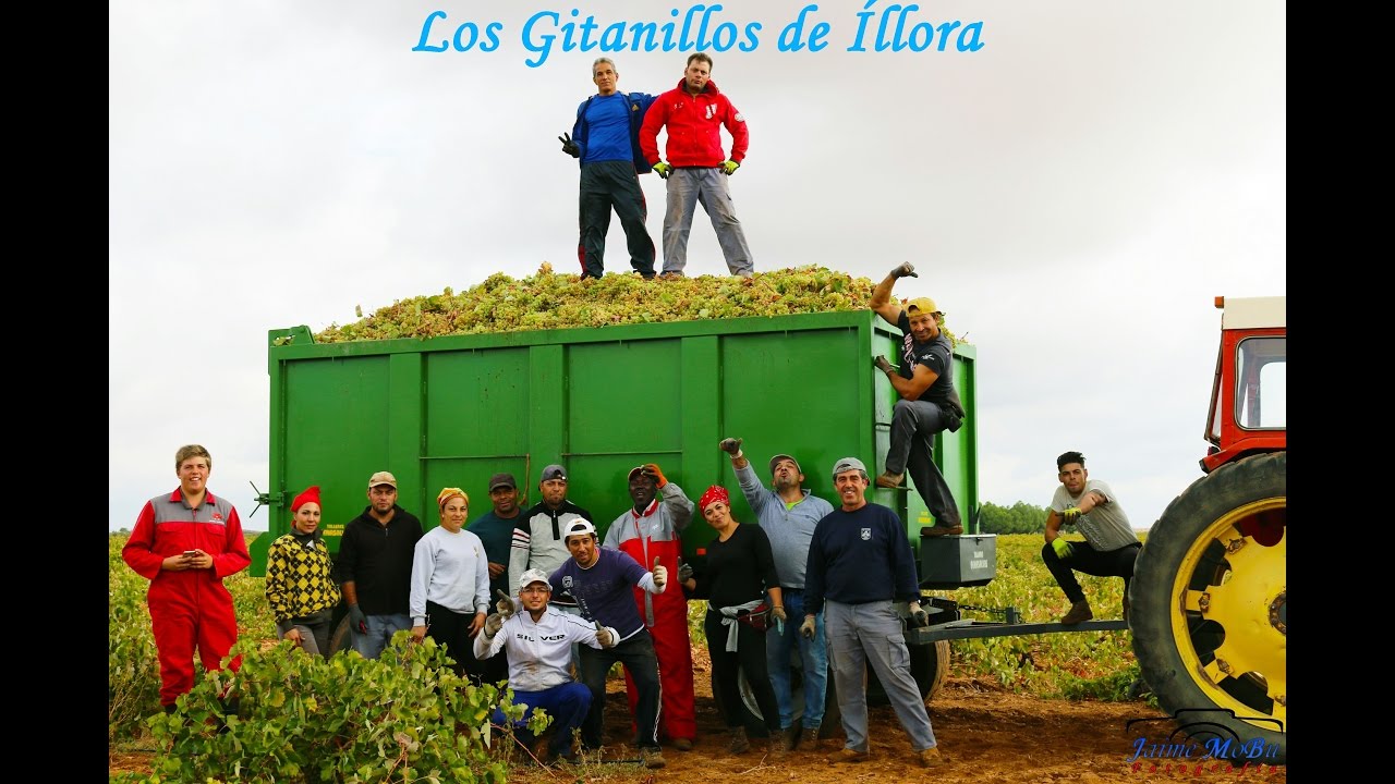 Vendimia 2016 en Tomelloso |David Brown 1410 Turbo, Massey Ferguson 290 & 285|