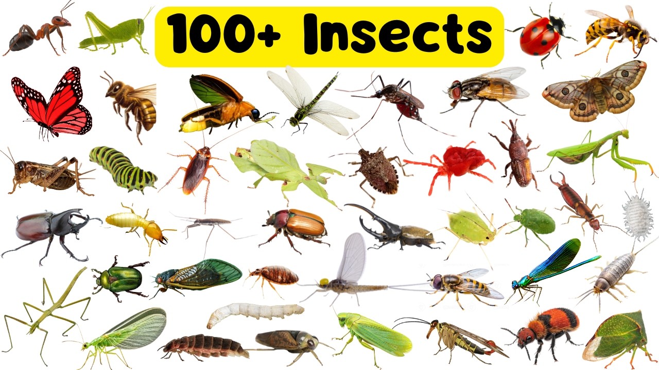 Learn 100 Insects Names for Kids | Insect Names for Children, Toddlers, Preschoolers, Kindergarten