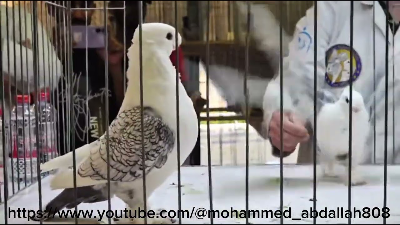 The best Satinette old bird in the U.A.E show 3/1/2026