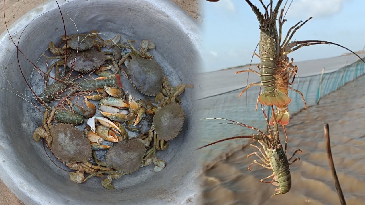 આજ બંધણ મા જિંગા કરેસલા અને ટીટમ પણ આવ્યા 
