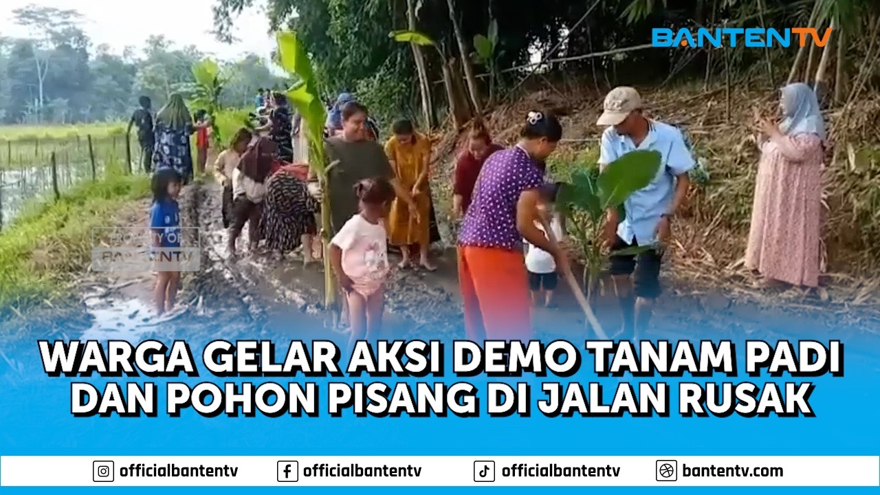 WARGA TANAMI POHON PADI DI JALAN RUSAK