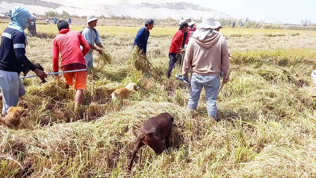 Así ATRAPAN y Cazan los HOMBRES y PERROS Cazadores GALLINULAS negras de Pico Rojo a campo abierto
