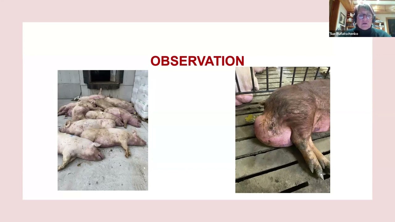 Smallholder pig course for veterinarians - Session 2