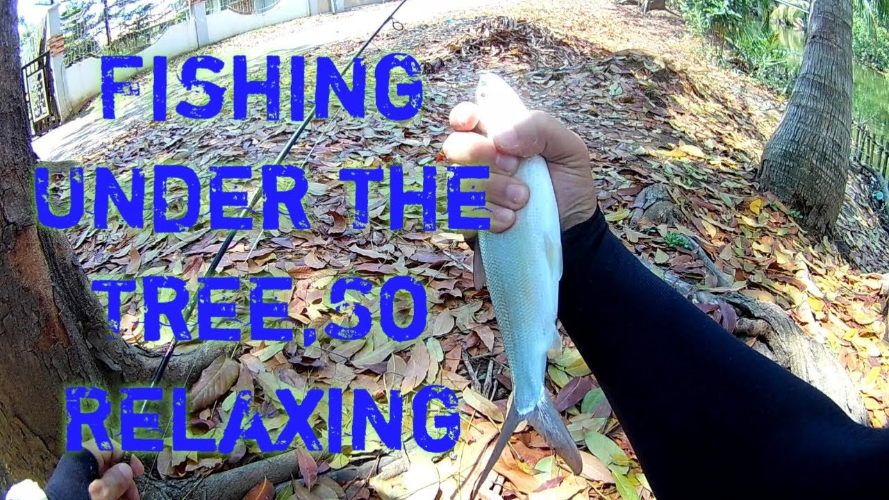 Fishing Under the Tree | Bangus Spot Sa Bulacan #fishing #mancing