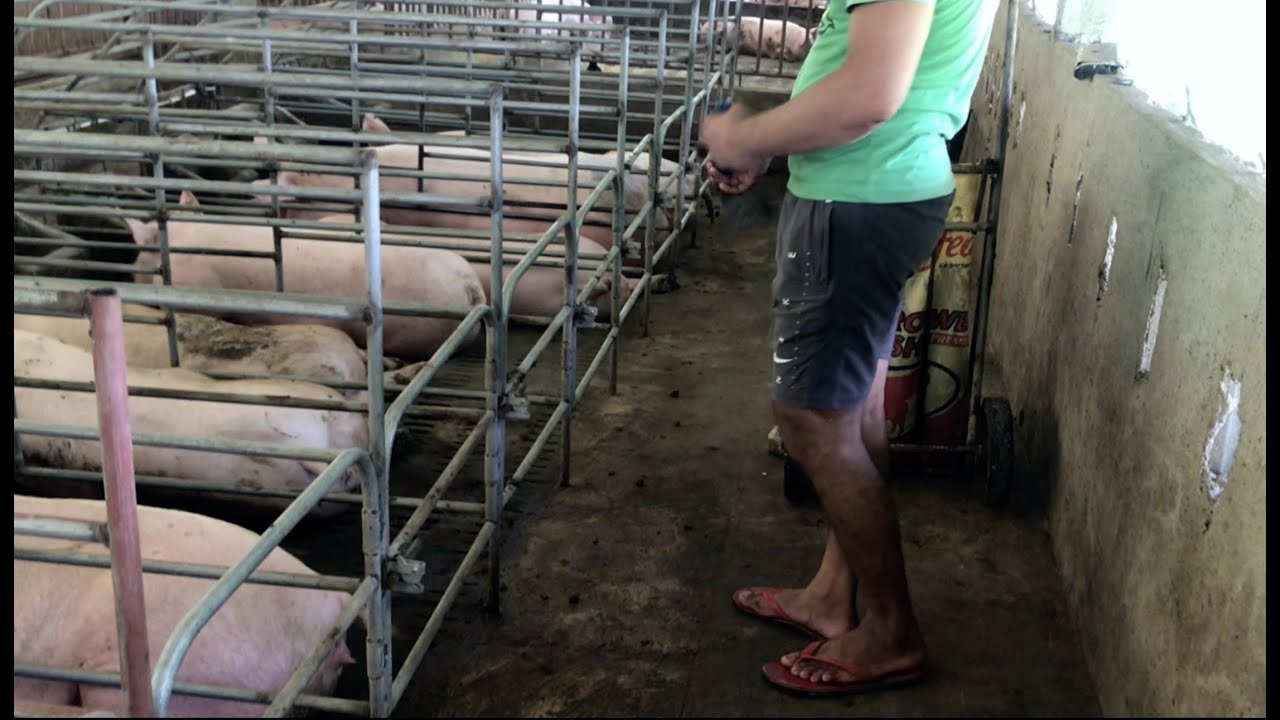 Waste Management in Pig Farm - Part 2 (Making Organic Fertilizer w/english subtitles)