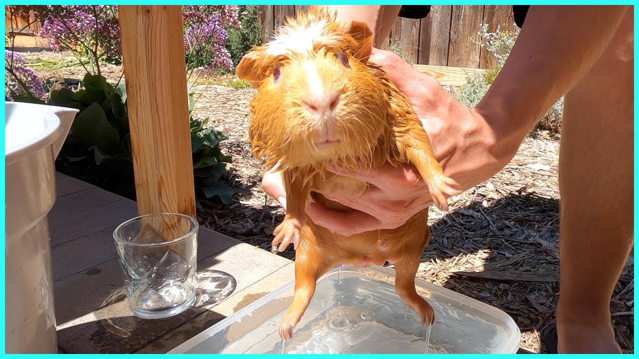 Guinea pig pool party!?