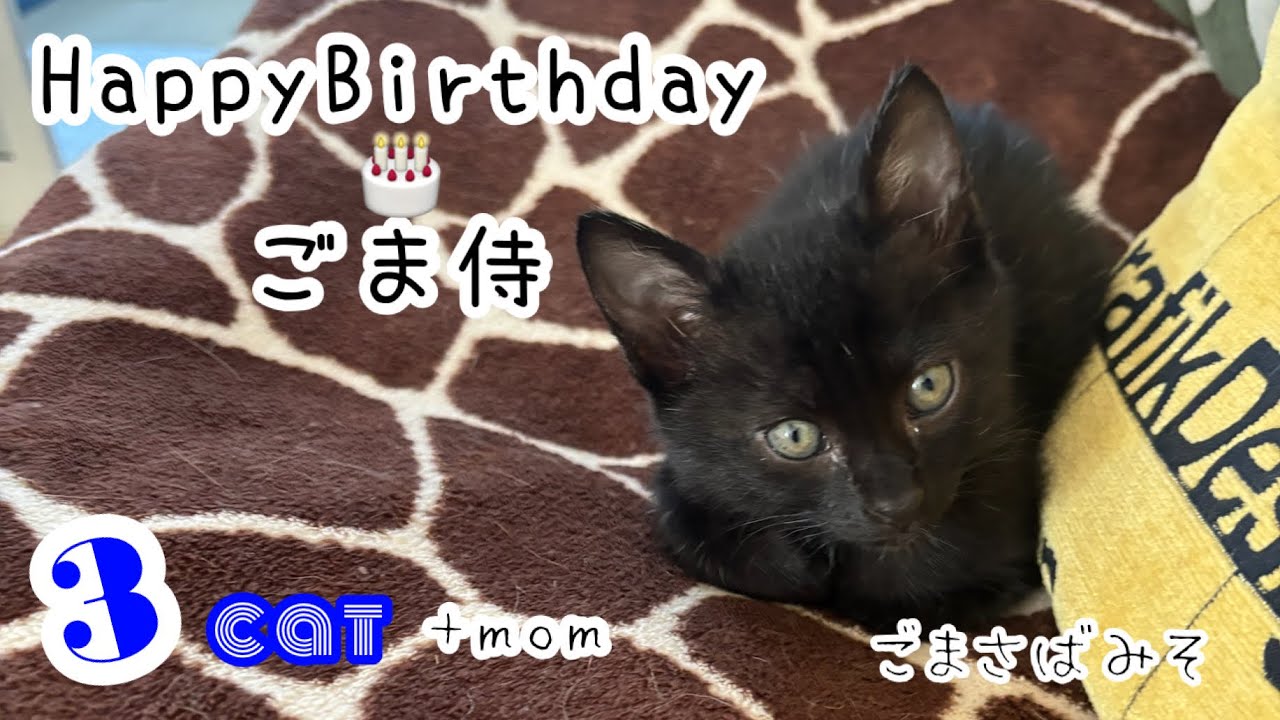 【3にゃん＋👩‍🦰】１歳のお誕生日🎂🥳