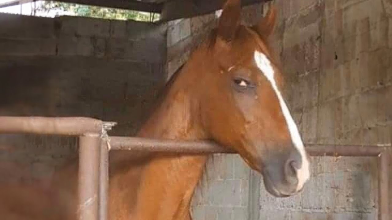 10 Minutes Of Funniest Horse Videos 😅 Best Compilation!